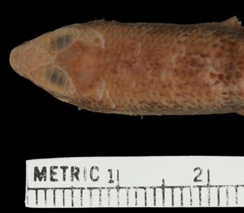 Media type: image;   Herpetology R-26330